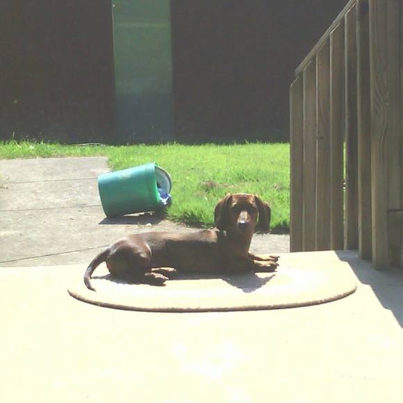 Meet your Posher, Sherry - Picture 1 of 1